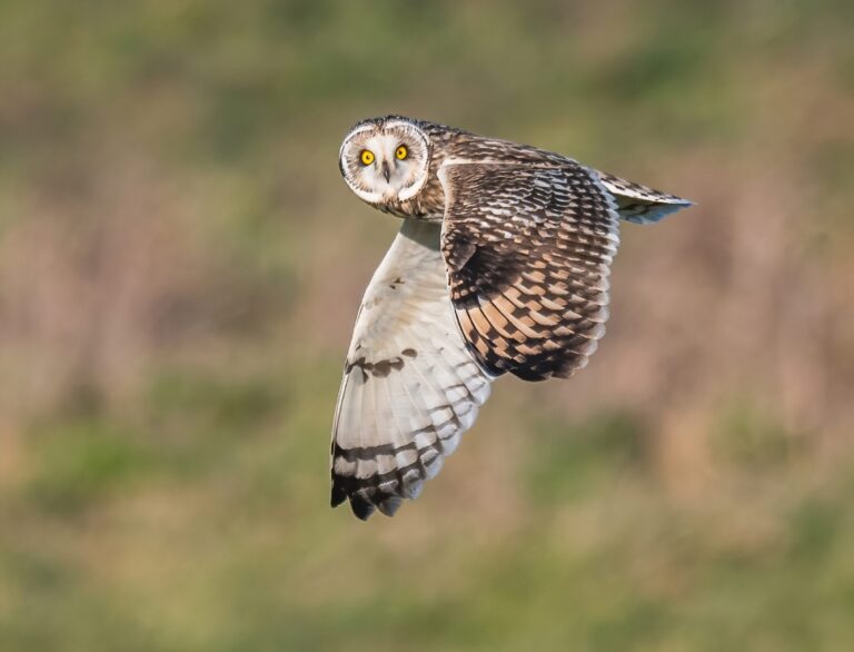 Short Eared Owl in South Downs NP by Gary Smith